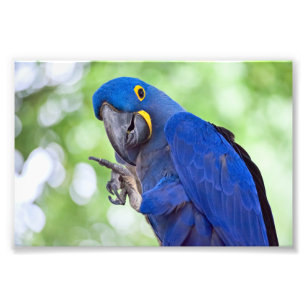 Hyacinth Macaw Bird Fotodruck
