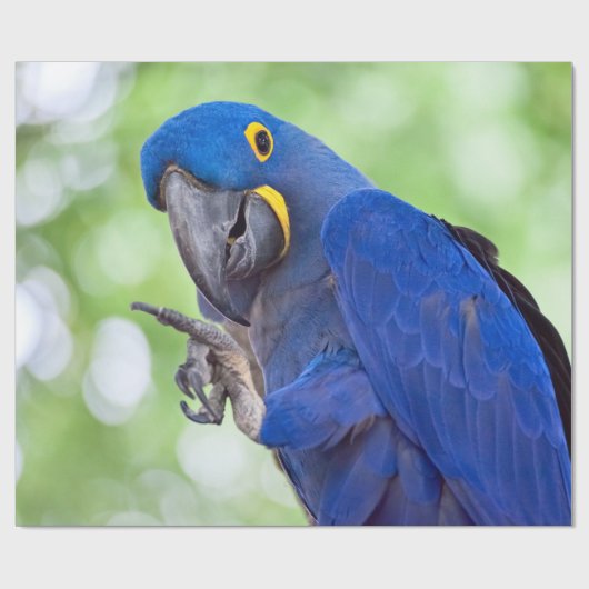 Hyacinth Macaw Bird Geschenkpapier (Flach)