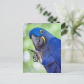 Hyacinth Macaw Bird Postkarte (Stehend Vorderseite)