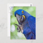 Hyacinth Macaw Bird Postkarte (Vorne/Hinten)