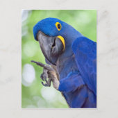 Hyacinth Macaw Bird Postkarte (Vorderseite)