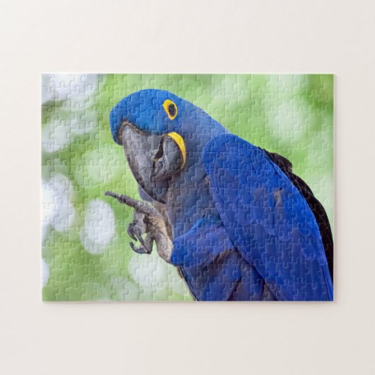 Hyacinth Macaw Bird Puzzle (Horizontal)