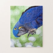 Hyacinth Macaw Bird Puzzle (Vertikal)