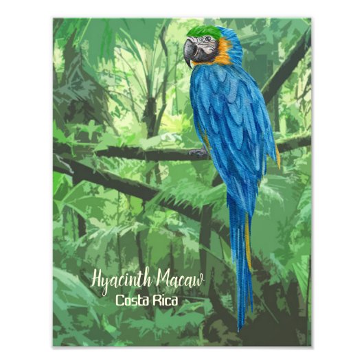 Hyacinth Macaw Costa Rica Design Poster (Vorne)