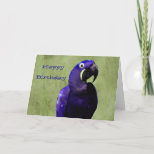 Hyacinth Macaw Geburtstagskarte Karte