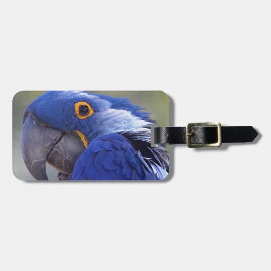 Hyacinth Macaw Gepäckanhänger (Vorderseite horizontal)