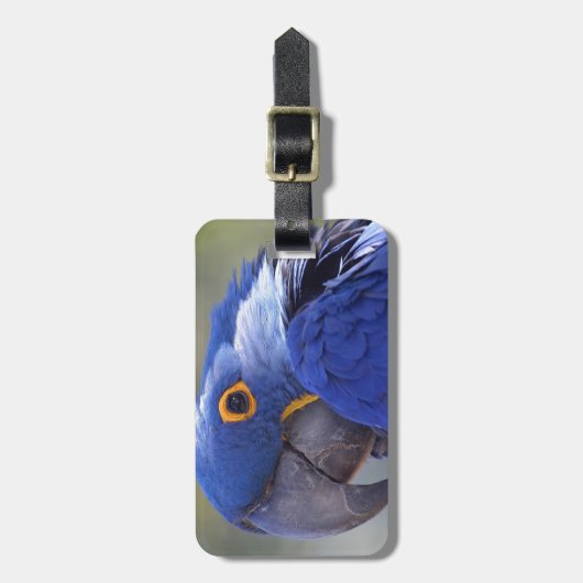 Hyacinth Macaw Gepäckanhänger (Vorderseite vertikal)