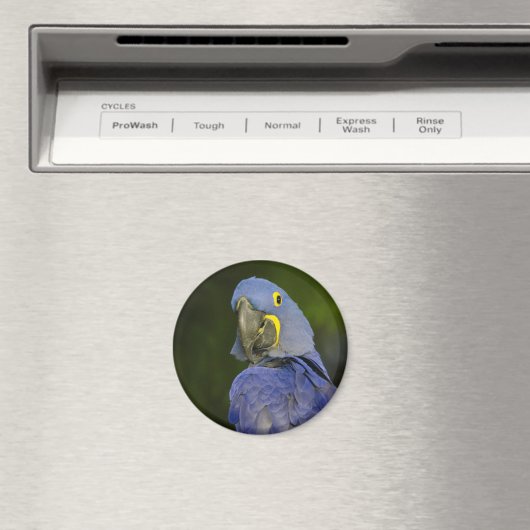 Hyacinth Macaw Magnet (In Situ (Geschirrspüler))
