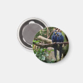 Hyacinth Macaw Magnet (Vorderseite/Rückseite)