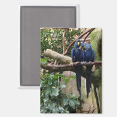 Hyacinth Macaw Magnet (Vorderseite/Rückseite)