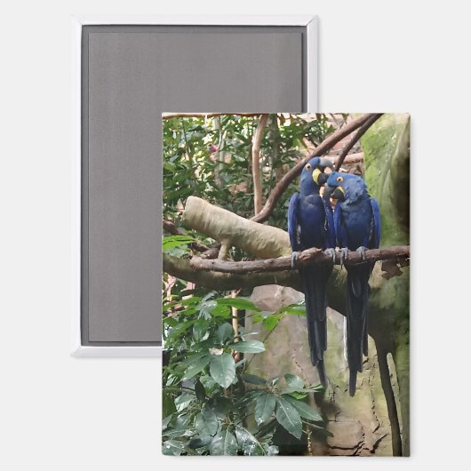 Hyacinth Macaw Magnet (Vorderseite/Rückseite)
