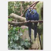 Hyacinth Macaw Magnet (Vorderseite)