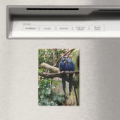 Hyacinth Macaw Magnet (In Situ (Geschirrspüler))