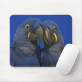 Hyacinth Macaw Parrot Bird Rare Blue Mousepad (Mit Mouse)