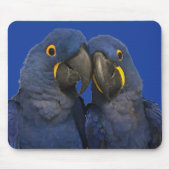 Hyacinth Macaw Parrot Bird Rare Blue Mousepad (Vorne)
