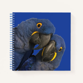Hyacinth Macaw Parrot Bird Rare Blue Notizblock
