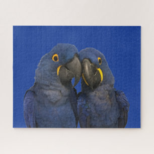 Hyacinth Macaw Parrot Bird Rare Blue Puzzle
