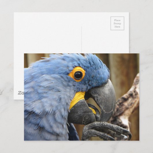 Hyacinth Macaw Parrot Postkarte (Vorne/Hinten)