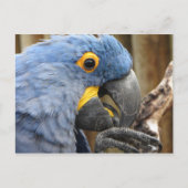 Hyacinth Macaw Parrot Postkarte (Vorderseite)