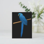 Hyacinth Macaw Parrot Postkarte (Stehend Vorderseite)