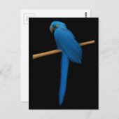 Hyacinth Macaw Parrot Postkarte (Vorne/Hinten)