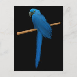 Hyacinth Macaw Parrot Postkarte
