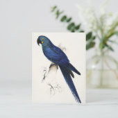 Hyacinth Macaw Postcard Postkarte (Stehend Vorderseite)