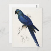 Hyacinth Macaw Postcard Postkarte (Vorne/Hinten)