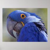 Hyacinth Macaw Poster (Vorne)