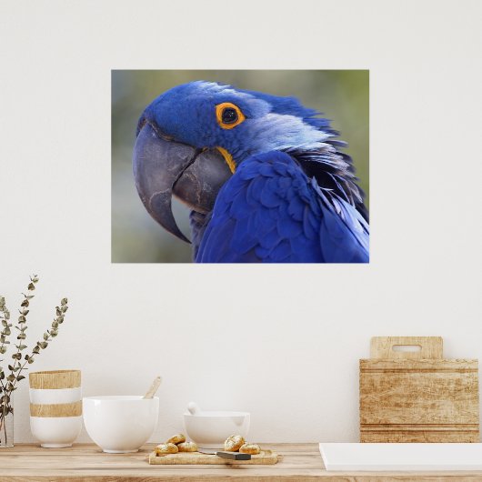 Hyacinth Macaw Poster (Küche)