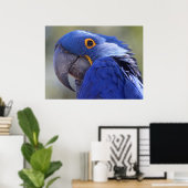 Hyacinth Macaw Poster (Heimbüro)