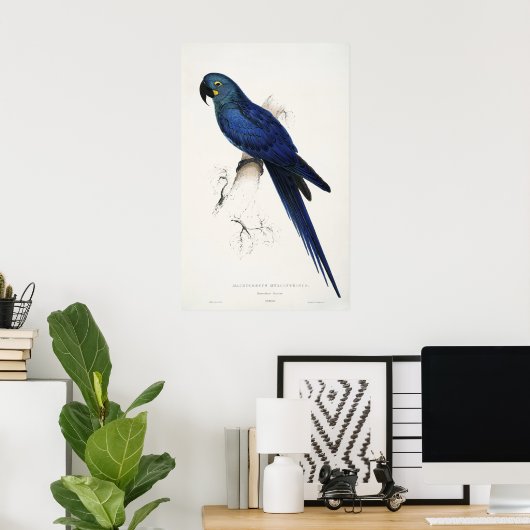 Hyacinth Macaw Poster (Heimbüro)
