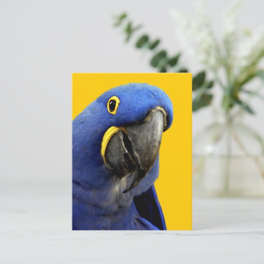 Hyacinth Macaw Postkarte (Stehend Vorderseite)
