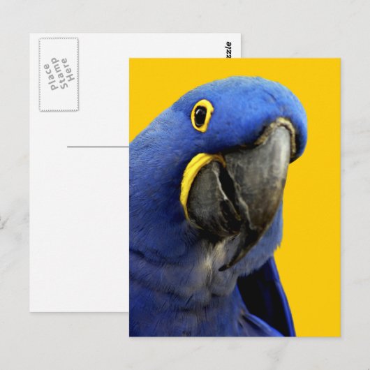 Hyacinth Macaw Postkarte (Vorne/Hinten)