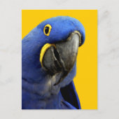 Hyacinth Macaw Postkarte (Vorderseite)