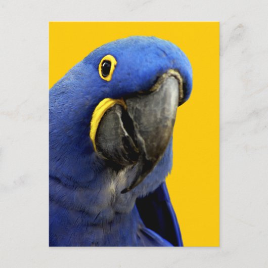 Hyacinth Macaw Postkarte (Vorderseite)