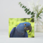 Hyacinth Macaw Postkarte (Stehend Vorderseite)