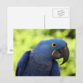Hyacinth Macaw Postkarte (Vorne/Hinten)