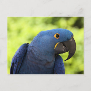 Hyacinth Macaw Postkarte