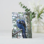 Hyacinth Macaw Postkarte (Stehend Vorderseite)