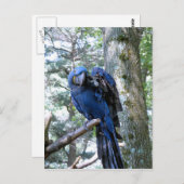 Hyacinth Macaw Postkarte (Vorne/Hinten)