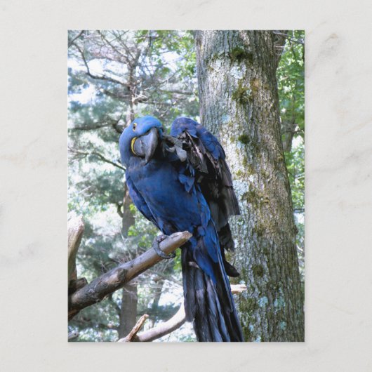 Hyacinth Macaw Postkarte (Vorderseite)