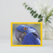 Hyacinth Macaw Postkarte (Stehend Vorderseite)