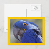 Hyacinth Macaw Postkarte (Vorne/Hinten)