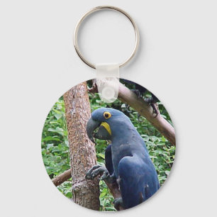 Hyacinth Macaw Schlüsselanhänger