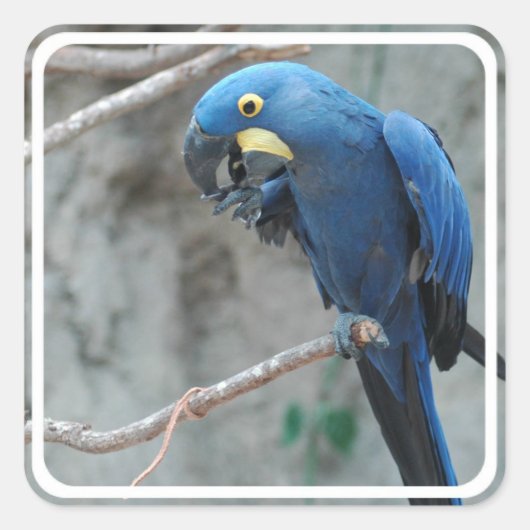 Hyacinth Macaw Stickers (Vorderseite)