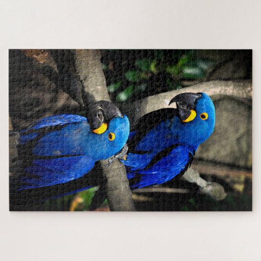 Hyacinth Macaws Anodorhynchus Puzzle (Horizontal)