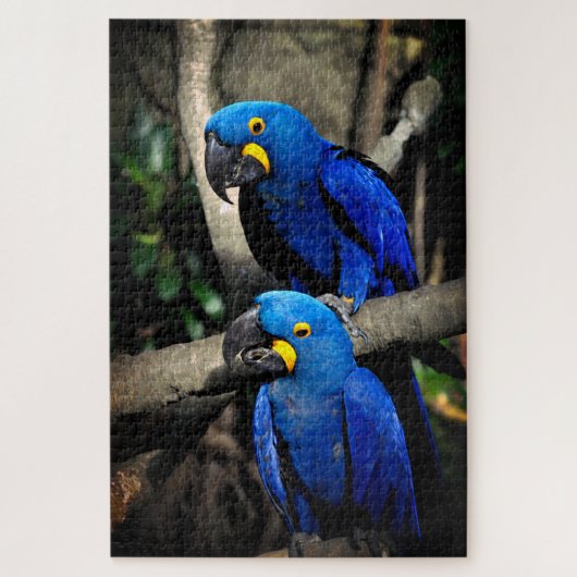 Hyacinth Macaws Anodorhynchus Puzzle (Vertikal)