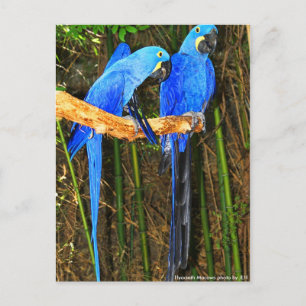 Hyacinth Macaws Foto von JLH Postkarte