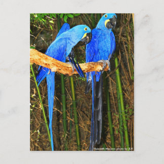 Hyacinth Macaws Foto von JLH Postkarte